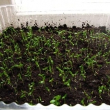 Korijen celera - kako roniti